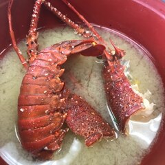 出汁がすごい 伊勢海老のお味噌汁 レシピ 作り方 By Tatataway 楽天レシピ 出汁がすごい 伊勢海老のお味噌汁 レシピ 作り方 By Tatataway 楽天レシピ